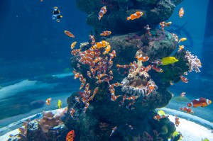 Acvariul din Istanbul